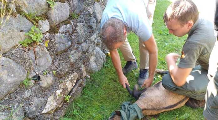 Camoscio incastrato in una recinzione, salvato dalla Polizia Provinciale camoscio