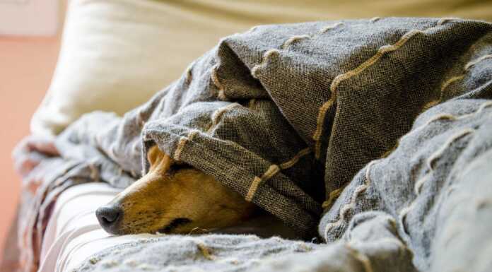 Maltrattamenti sugli animali: nel Lecchese già 58 segnalazioni dall’inizio dell’anno cane