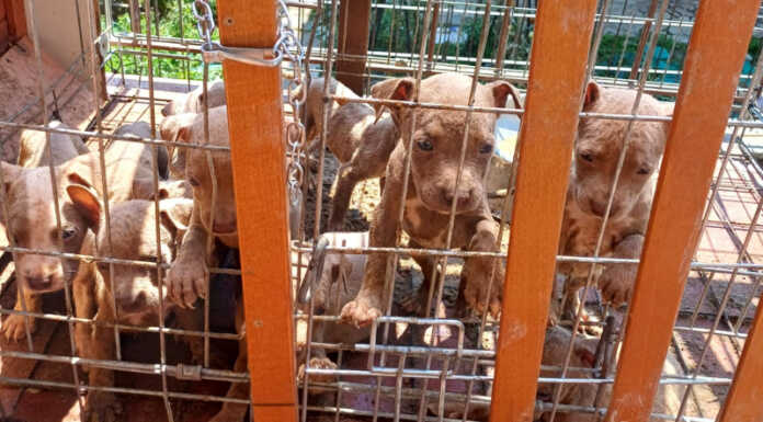 Sul balcone sotto il sole a 34 gradi, dieci cuccioli salvati dai veterinari di Ats e Carabinieri