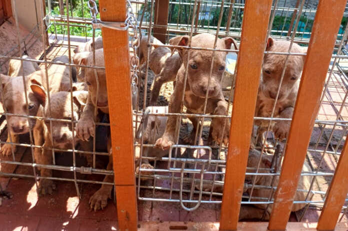 cuccioli maltrattati calolzio