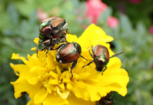 Agricoltura, 3,7 milioni per la difesa delle colture dagli insetti nocivi