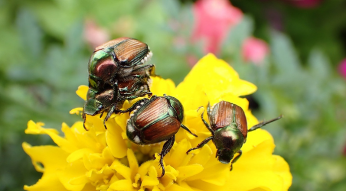 Agricoltura, 3,7 milioni per la difesa delle colture dagli insetti nocivi