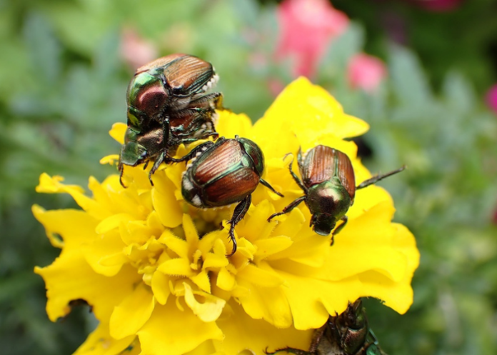 lombardia-agricoltura
