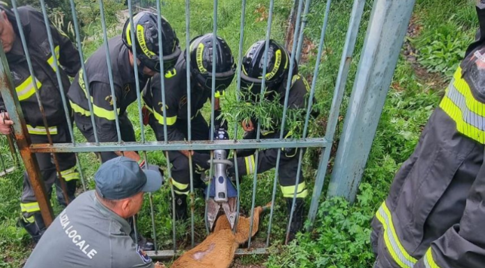 Villa d’Adda. Vigili del Fuoco salvano un capriolo bloccato in un cancello intervento vigili del fuoco