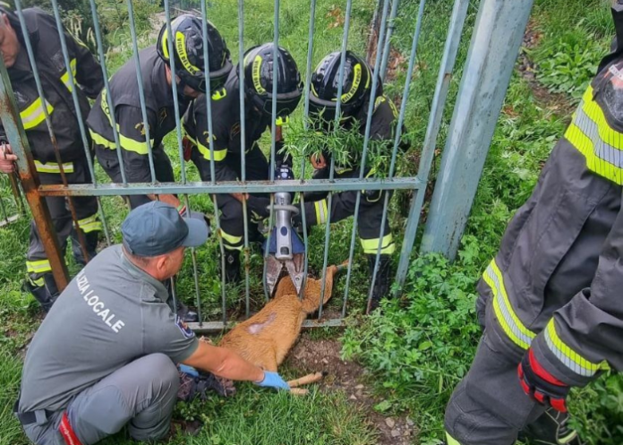 merate-vigili-del-fuoco-intervento-capriolo-20250830 intervento vigili del fuoco
