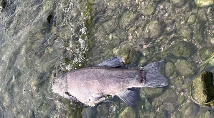 Vercurago. Moria di pesci sul lago, la segnalazione di un cittadino pesci morti-vercurago