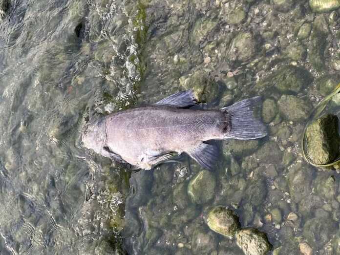 pesci morti-vercurago-2025-1 pesci morti-vercurago