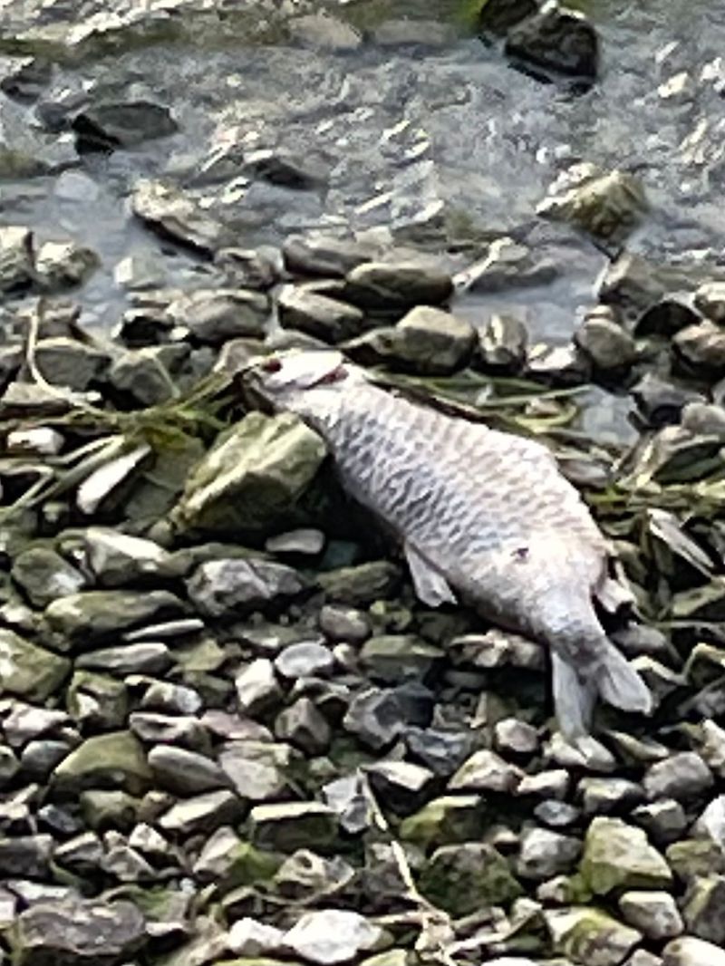 pesci morti vercurago