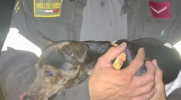 Cane incastrato in un cunicolo, i Vigili del Fuoco lo liberano