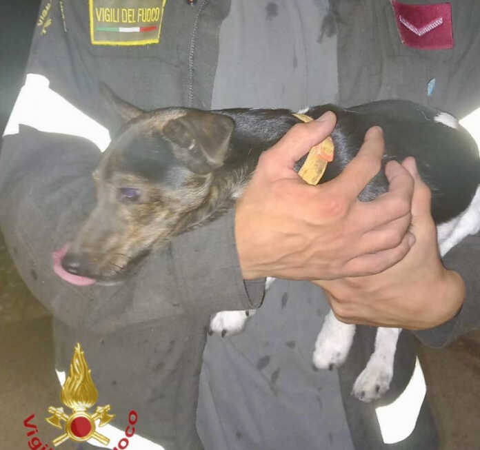 vigili del fuoco cane salvato paderno