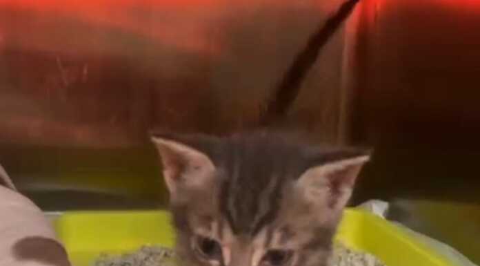 Gattino abbandonato nella campana del vetro, Ats: “Fatto gravissimo” gatto perledo