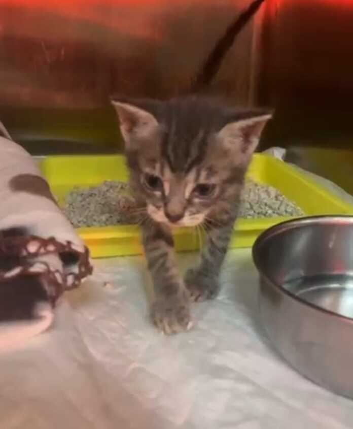 Gatto dopo il recupero gatto perledo