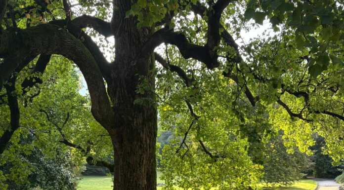 Ville Aperte a Valmadrera, Villa Gavazzi “incanta” il pubblico