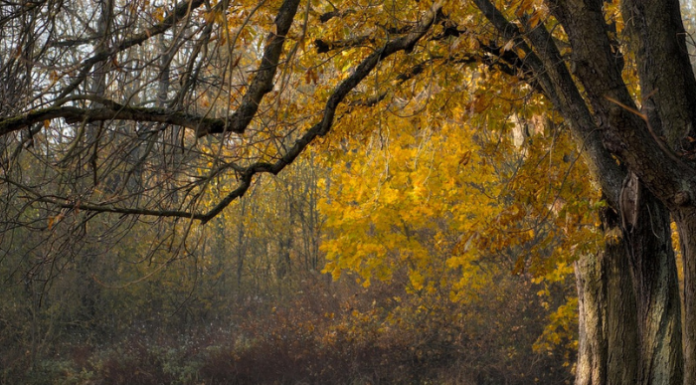 “Colori d’Autunno”, Besana in Brianza celebra l’arte con una mostra collettiva (Image by Peggychoucair from Pixabay)