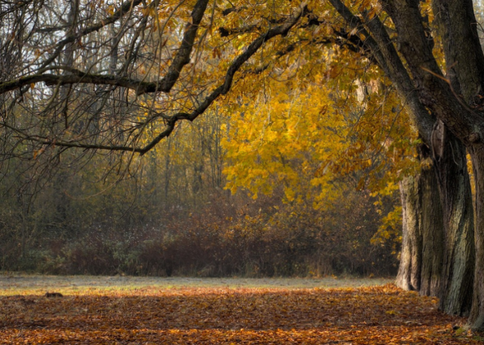 alberi-autunno-pixabay (Image by Peggychoucair from Pixabay)
