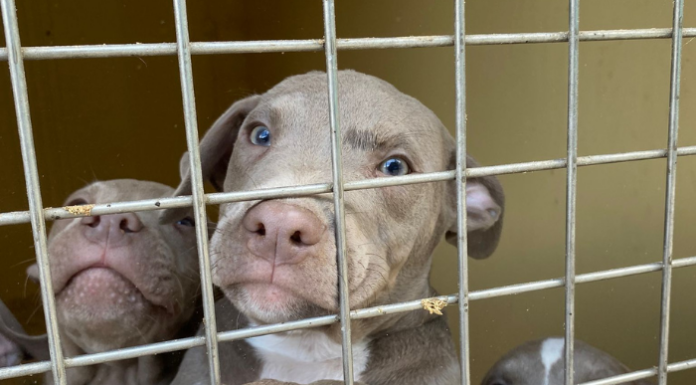 Cuccioli sequestrati a Calolzio pronti per l’affido. Ats Brianza cerca nuove famiglie