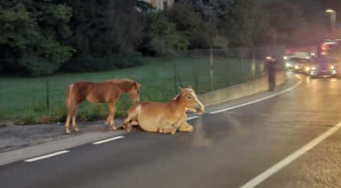 Cavallo investito da un’auto lungo la Lecco-Bergamo a Calolziocorte