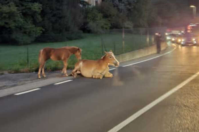 cavallo investito lungo la lecco bergamo a calolzio