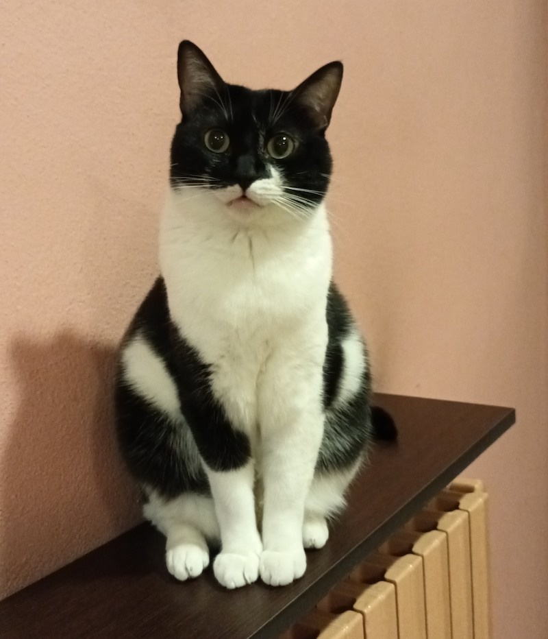 gatta stellina scomparsa