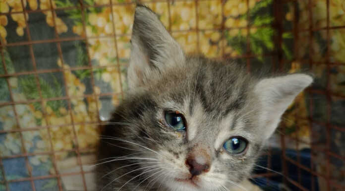 Gattina gettata nella campana del vetro, una taglia per individuare l’autore del gesto