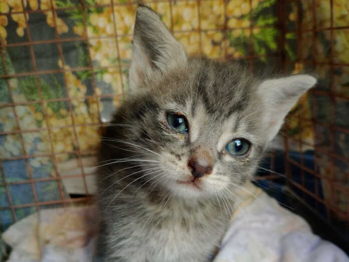 gattina gettata campana di vetro perledo