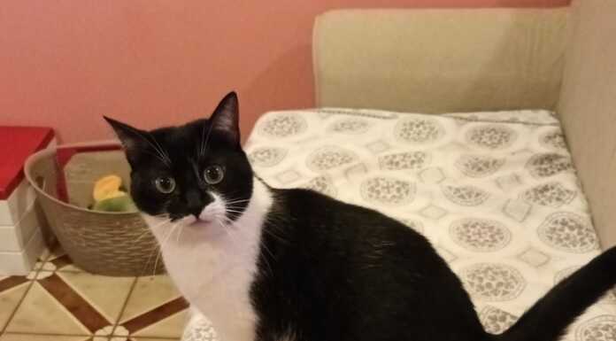Smarrita gattina ad Oggiono, appello per ritrovarla gatta stellina scomparsa
