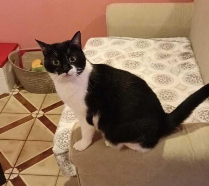 gatto scomparso-1 gatta stellina scomparsa