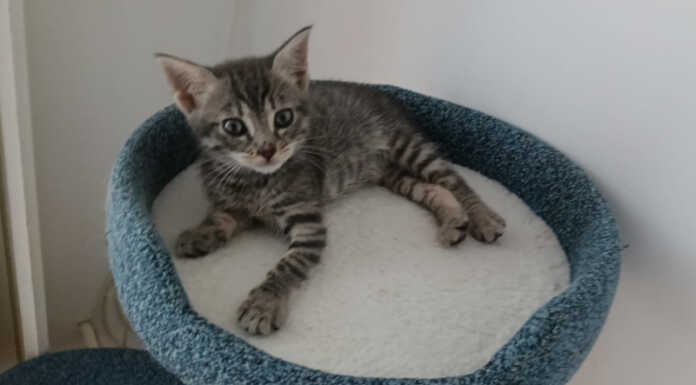 La gattina abbandonata nella campana del vetro sta bene e ha trovato casa a Osnago