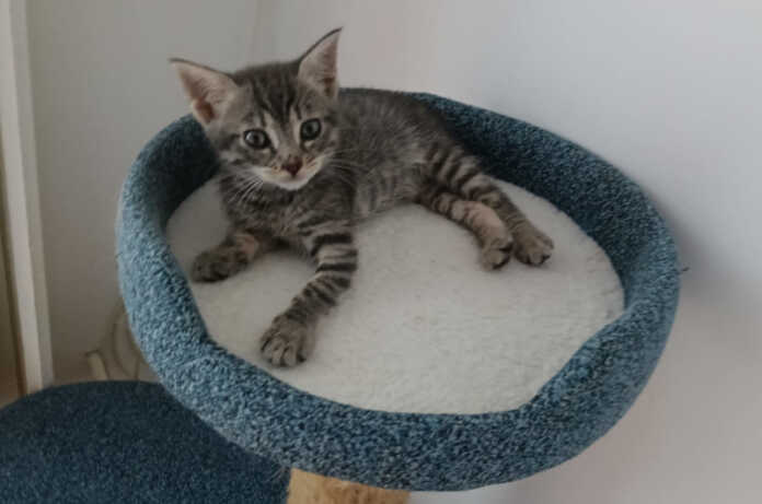 glass gattina campana del vetro