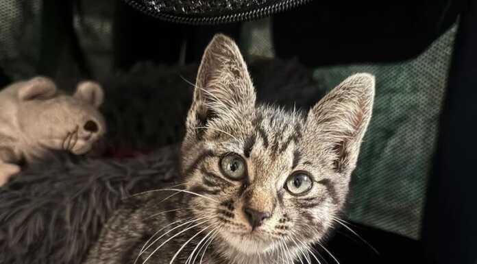 Gattino salvato dai Vigili del Fuoco nella galleria della SS36, appello per trovare il proprietario gatto salvato galleria meridiane