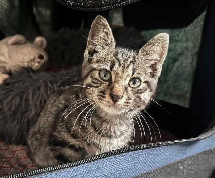 lecco-gatto salvato galleria meridiane gatto salvato galleria meridiane