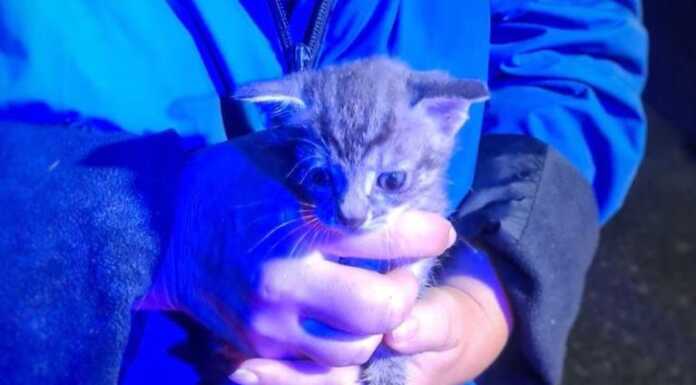 Perledo. Gattino di 20 giorni gettato nella campana del vetro, salvato dai Vigili del Fuoco perledo-gatto salvato