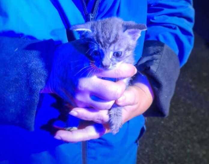 perledo-gattino-salvato-vigili del fuoco-2025 perledo-gatto salvato