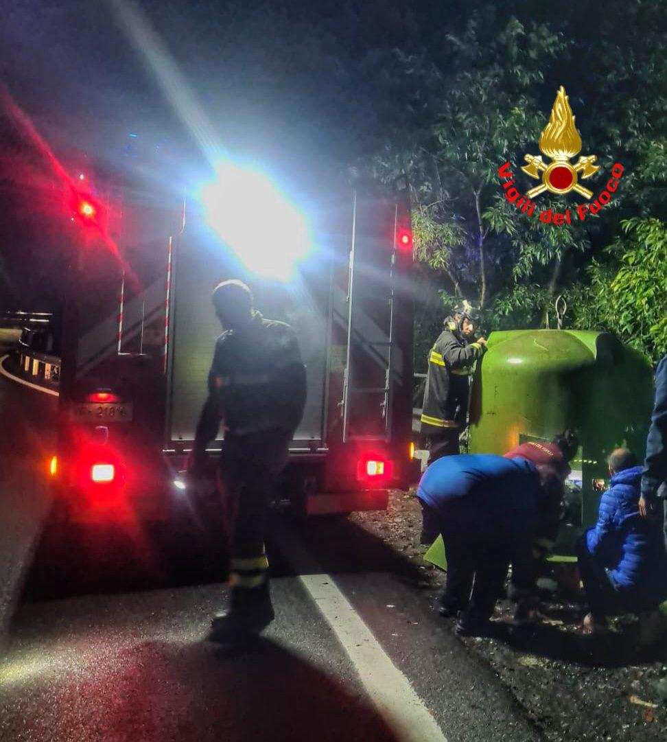 perledo-gatto salvato