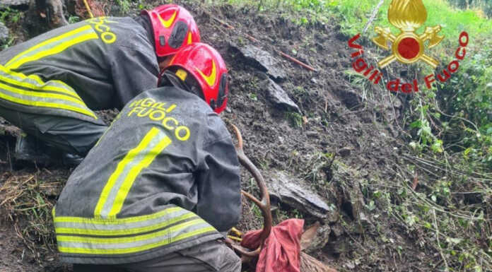 Cervo impigliato in una rete a Vestreno, i Vigili del Fuoco lo liberano