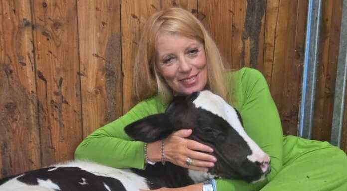 L’on. Brambilla riscatta la mucca fuggita da un allevamento in Brianza e la adotta