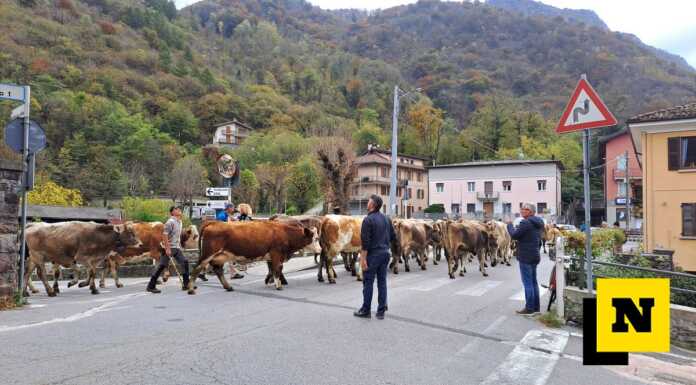 Le mucche hanno lasciato l’alpeggio in Val Biandino, ieri la transumanza