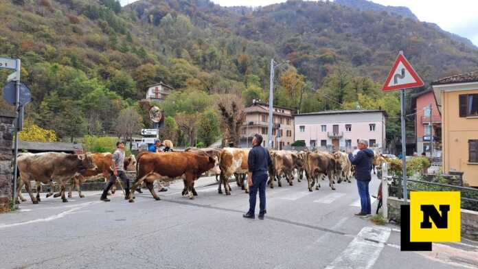 INTROBIO_TRANSUMANZA_2025