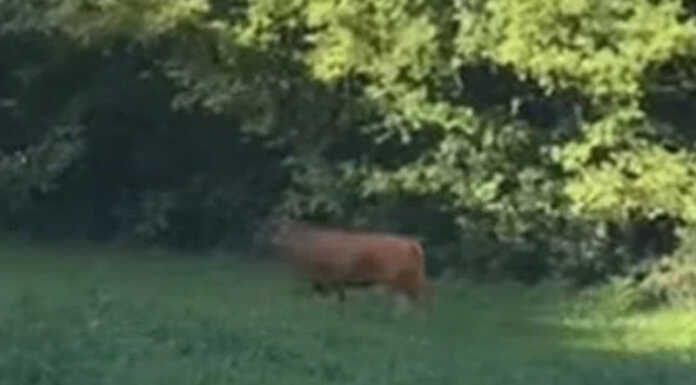 Toro scappato, ultimo avvistamento a Missaglia: ipotesi drone per le ricerche