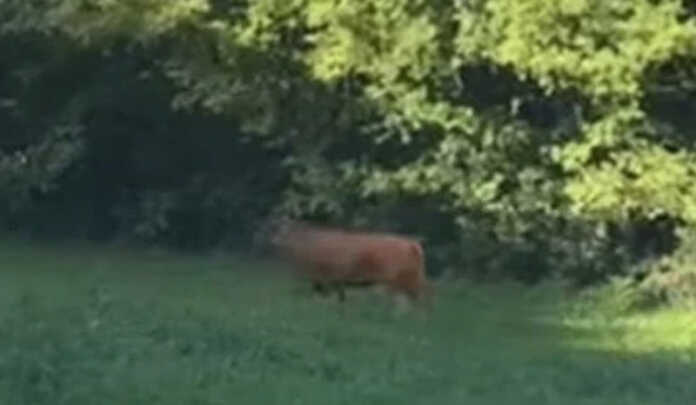 Missaglia_casatenovo_toro