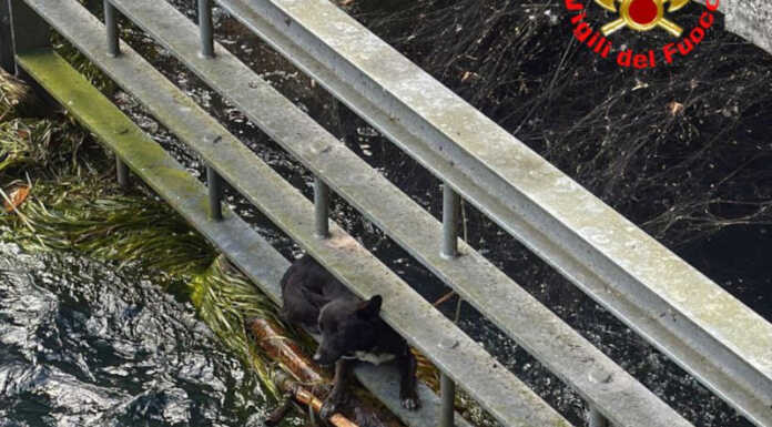 Paderno. I Vigili del Fuoco salvano un cane finito nel fiume