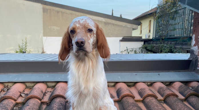 Lecco, scomparso il cane Zack nella zona dei Piani d’Erna: l’appello del proprietario cane