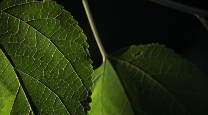 Oliveto Lario: un viaggio tra le piante straordinarie e a rischio (Image by francescopitarresi from Pixabay)