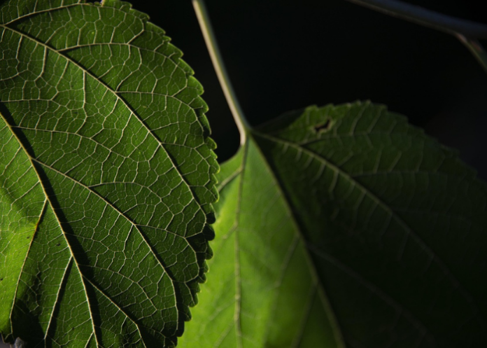 foglia-pixabay (Image by francescopitarresi from Pixabay)