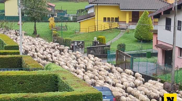 Un gregge di pecore in transito a Ballabio