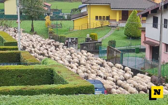 gregge_pecore_ballabio_20251031_00002