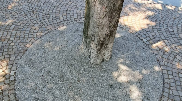 Lungolago. Fosse degli alberi, al via la posa del nuovo materiale drenante alberi lungolago