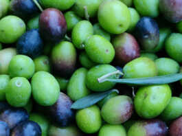 Olio lariano in crisi: “È diventato più difficile che fare il vino”