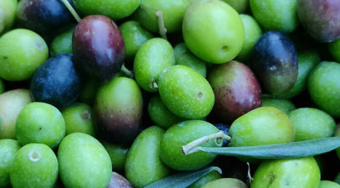 Olio lariano in crisi: “È diventato più difficile che fare il vino”