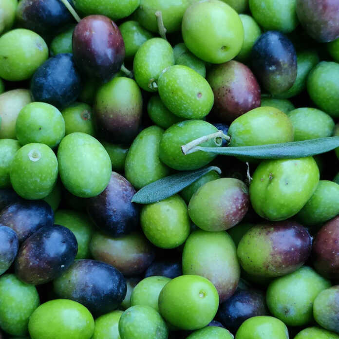 olive-frantoio-biosio-bellano